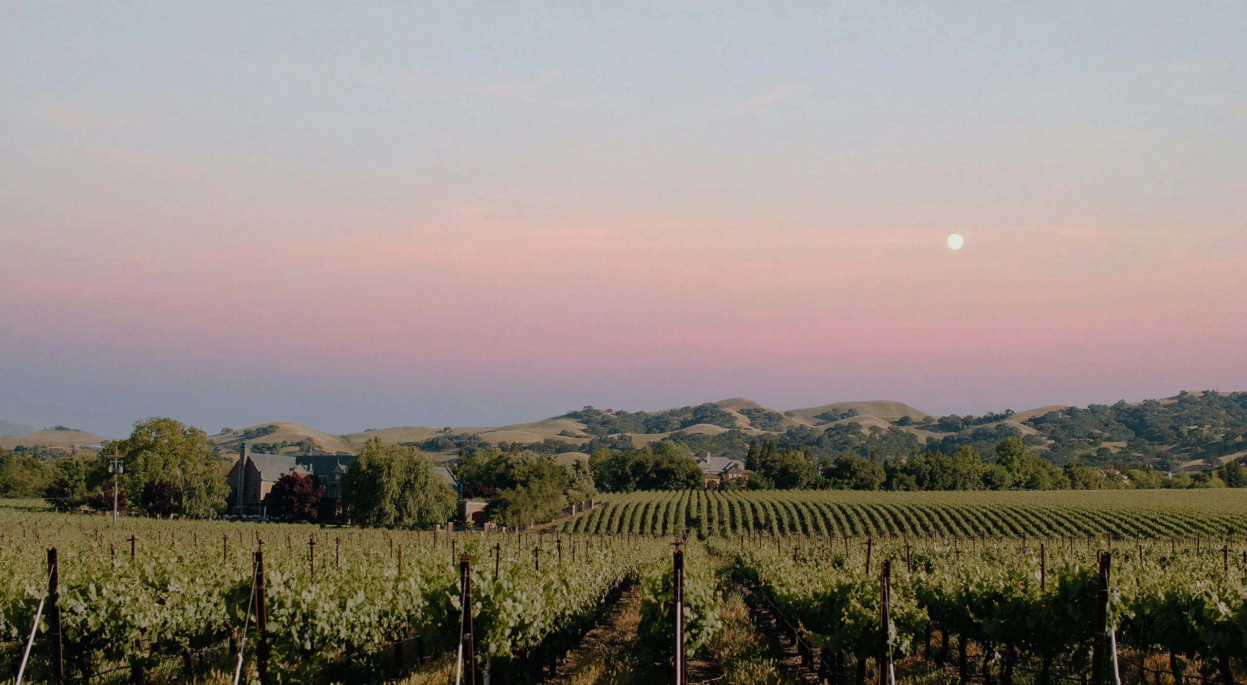 Vineyard rows stretching toward rolling hills beneath a moonlit sunset sky